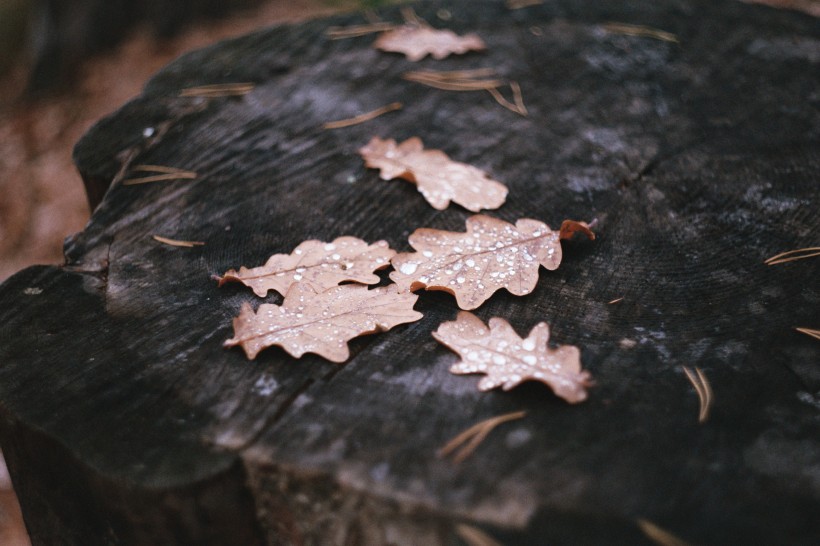 点击大图看下一张：深秋的落叶图片