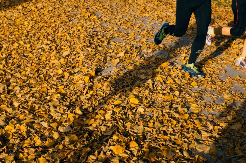 点击大图看下一张：深秋泛黄的落叶图片