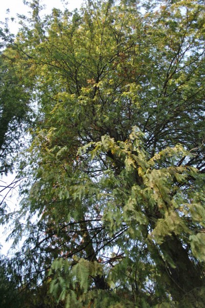 点击大图看下一张：落羽杉植物图片