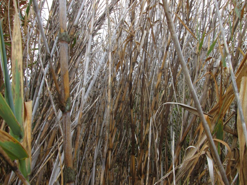点击大图看下一张：冬季萧瑟的芦苇图片