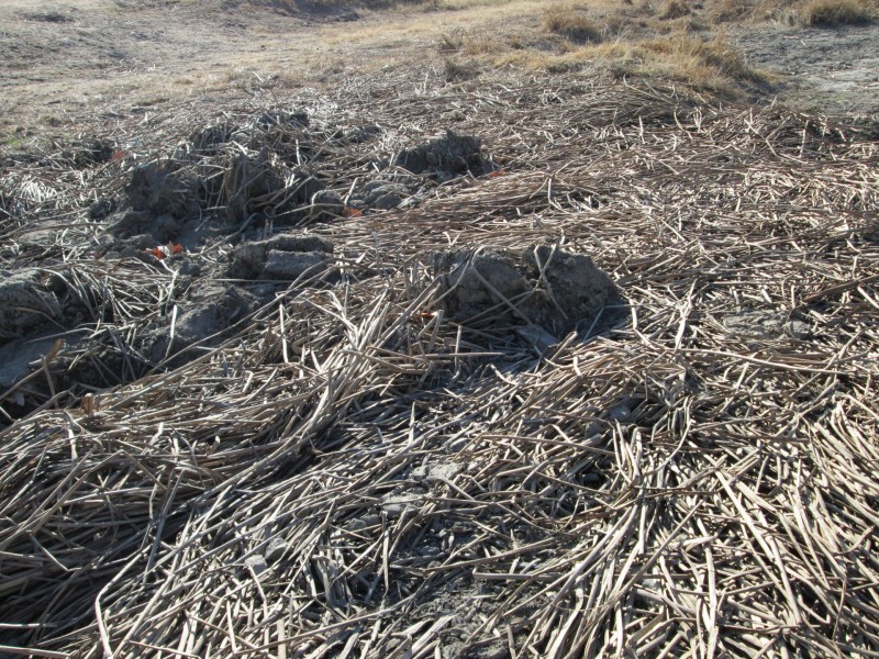 点击大图看下一张：冬季萧瑟的芦苇图片