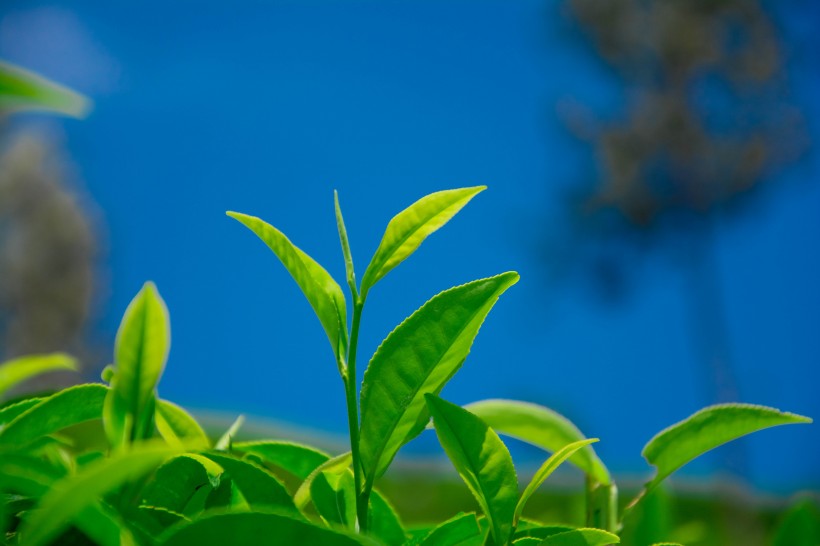 点击大图看下一张：绿色茶叶植物图片