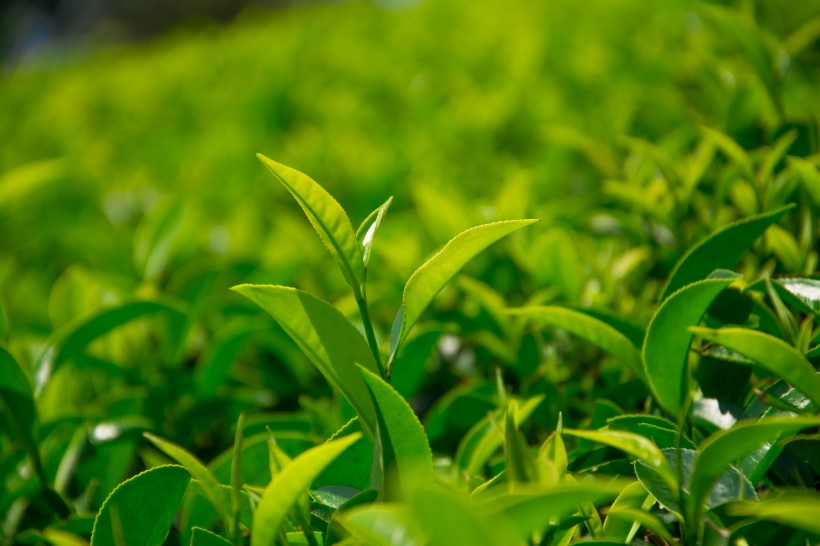 点击大图看下一张：绿色茶叶植物图片