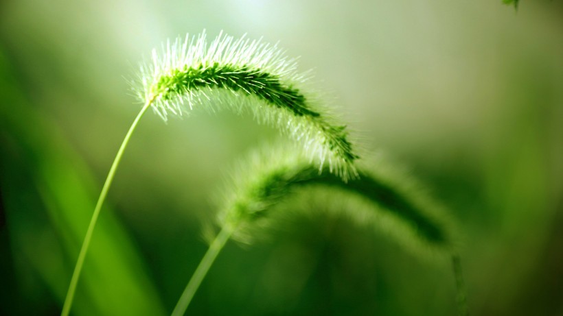 点击大图看下一张：护眼的绿色植物图片