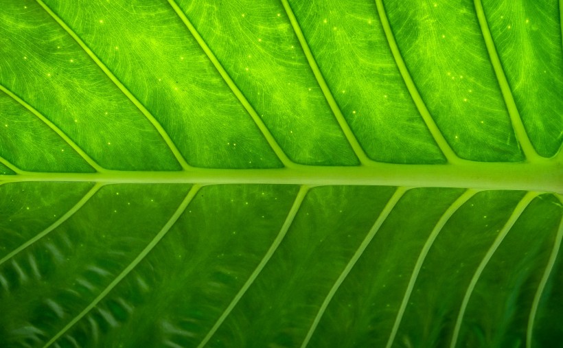 点击大图看下一张：护眼的绿色植物图片