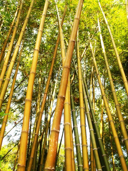 点击大图看下一张：挺拔结实的竹子图片