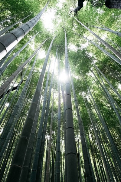 点击大图看下一张：挺拔结实的竹子图片