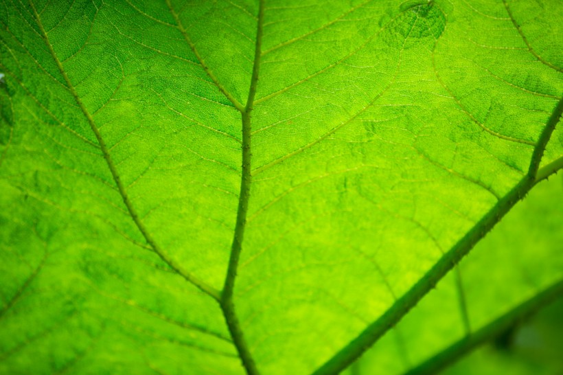 点击大图看下一张：绿色的叶子叶脉图片