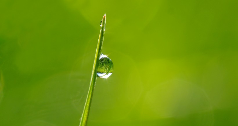 点击大图看下一张：挂着水滴的绿叶图片