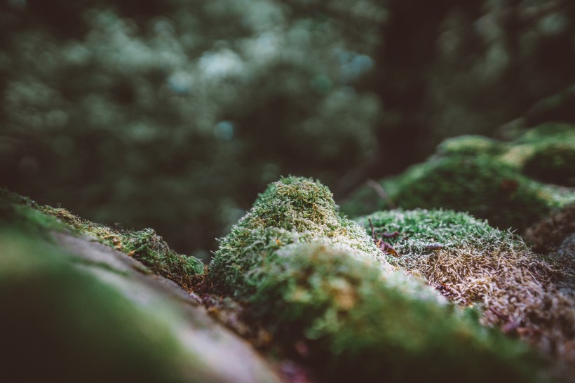 点击大图看下一张：绿幽幽的苔藓图片