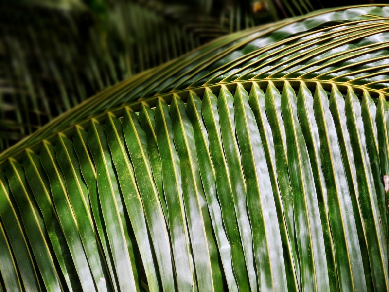 点击大图看下一张：绿油油的棕榈叶图片