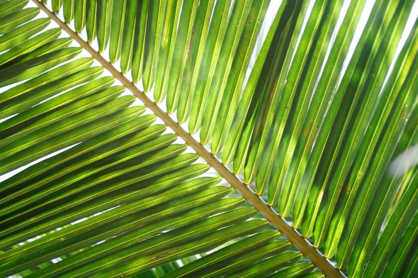 点击大图看下一张：绿油油的棕榈叶图片