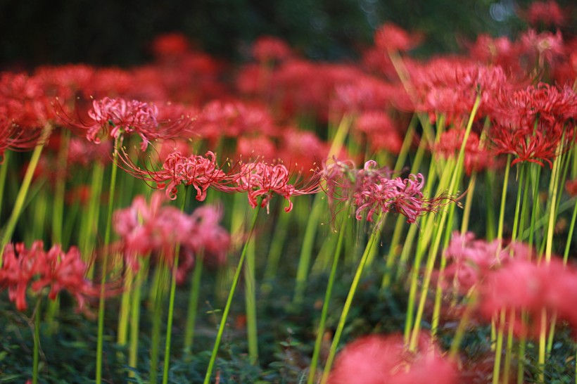点击大图看下一张：曼珠沙华花卉图片