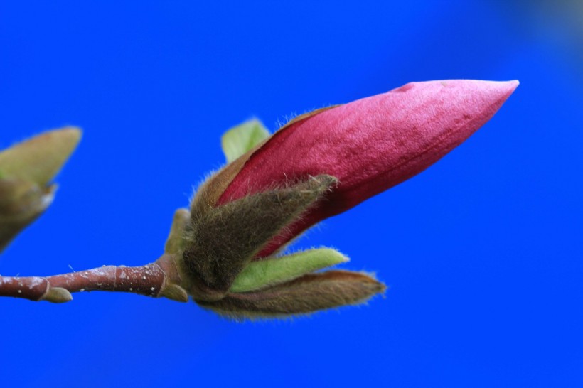 点击大图看下一张：含苞待放的玉兰花图片
