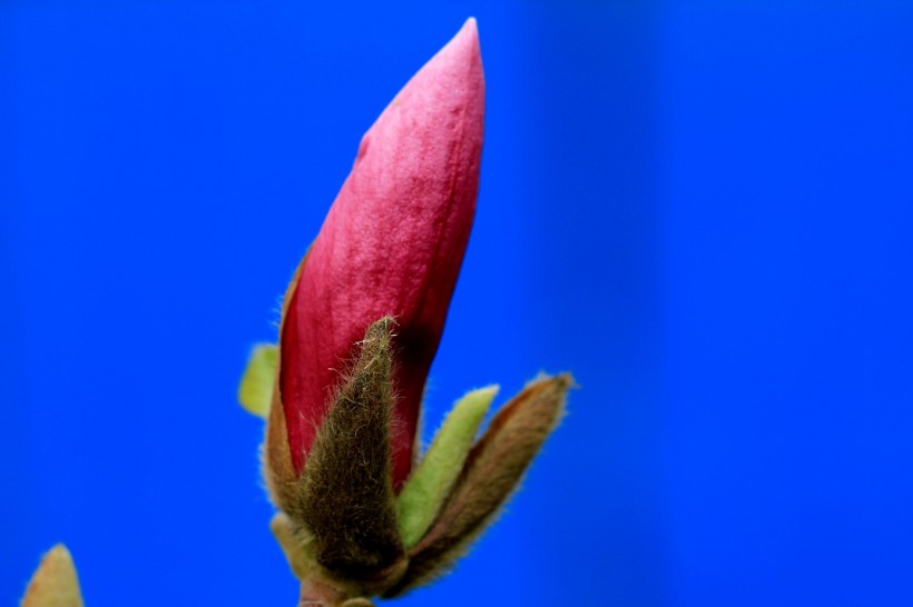 点击大图看下一张：含苞待放的玉兰花图片