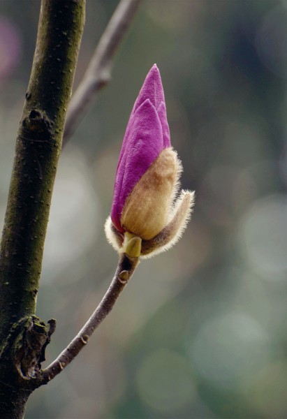 点击大图看下一张：紫色玉兰花图片