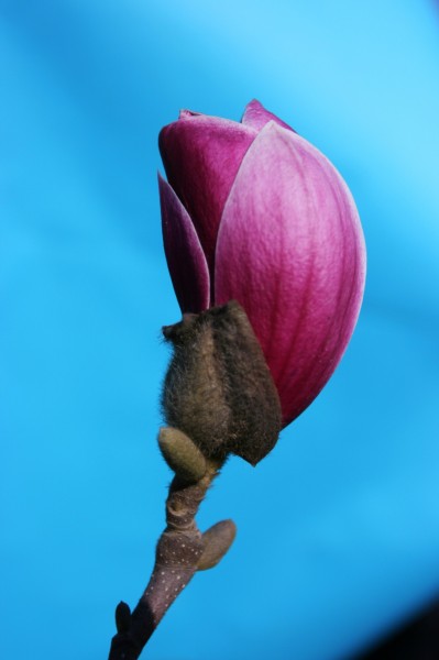 点击大图看下一张：玉兰花卉图片