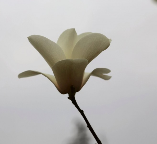 点击大图看下一张：高洁典雅的玉兰花图片