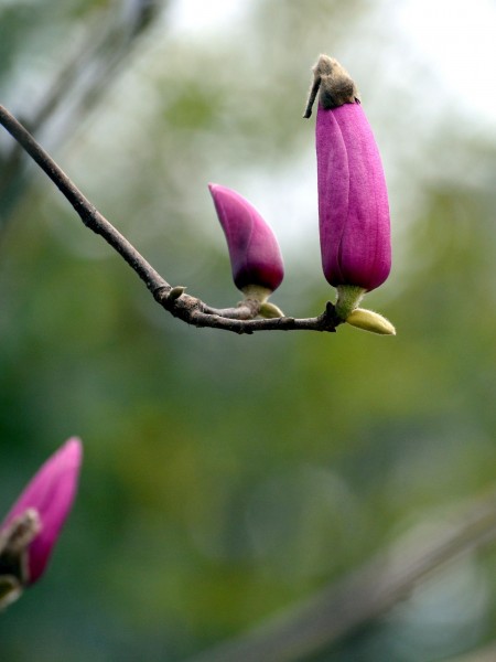 点击大图看下一张：含苞待放的紫玉兰图片