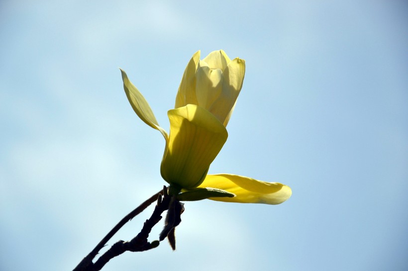 点击大图看下一张：黄色玉兰花图片
