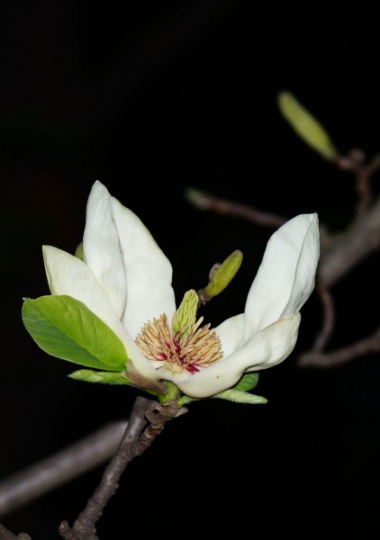 点击大图看下一张：清新玉兰花卉图片