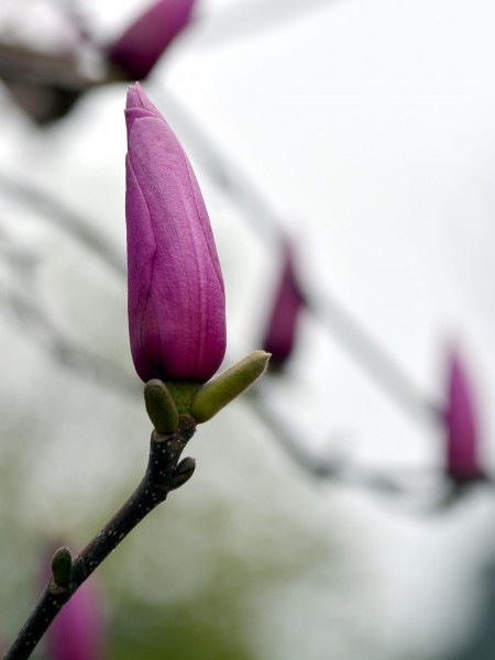 点击大图看下一张：含苞待放的紫玉兰图片