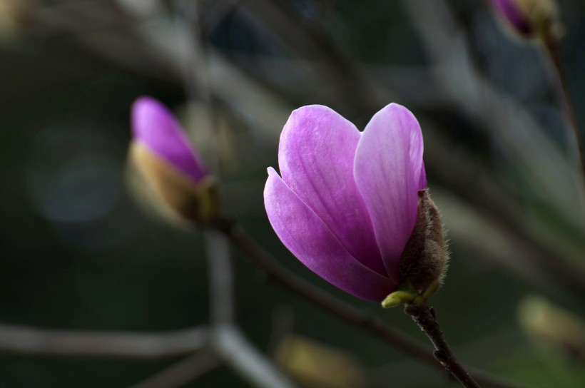 点击大图看下一张：紫色玉兰花图片