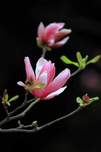 点击大图看下一张：粉色玉兰花卉图片