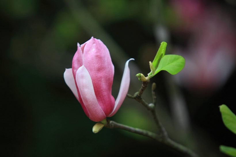 点击大图看下一张：粉色玉兰花卉图片
