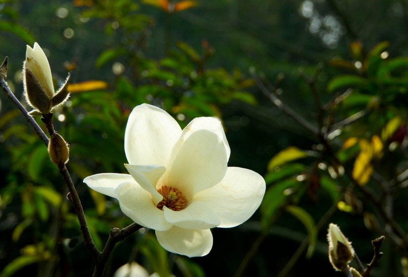 点击大图看下一张：白色和粉色的玉兰花图片