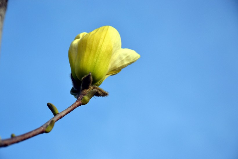 点击大图看下一张：黄色玉兰花图片