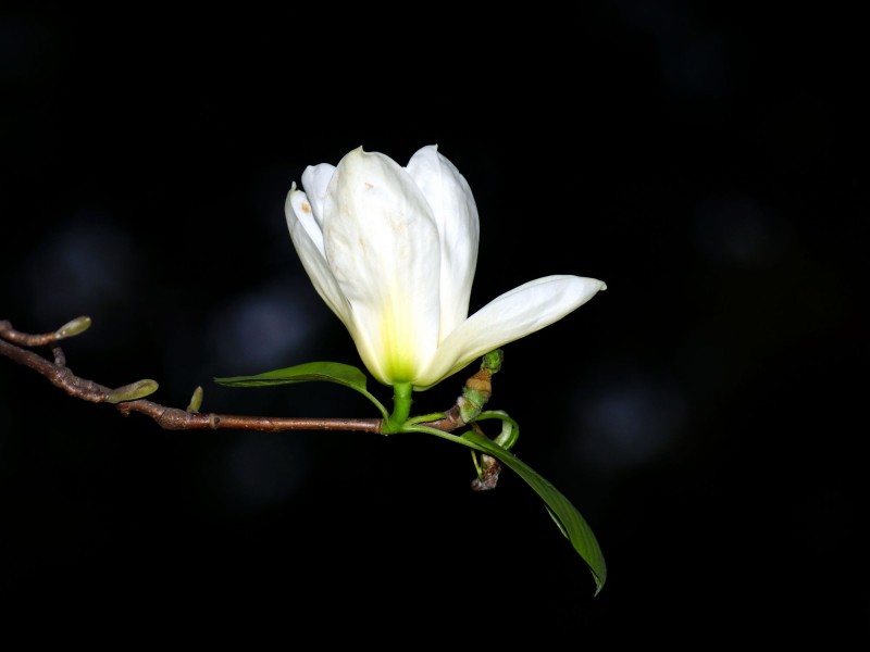 点击大图看下一张：清新玉兰花卉图片