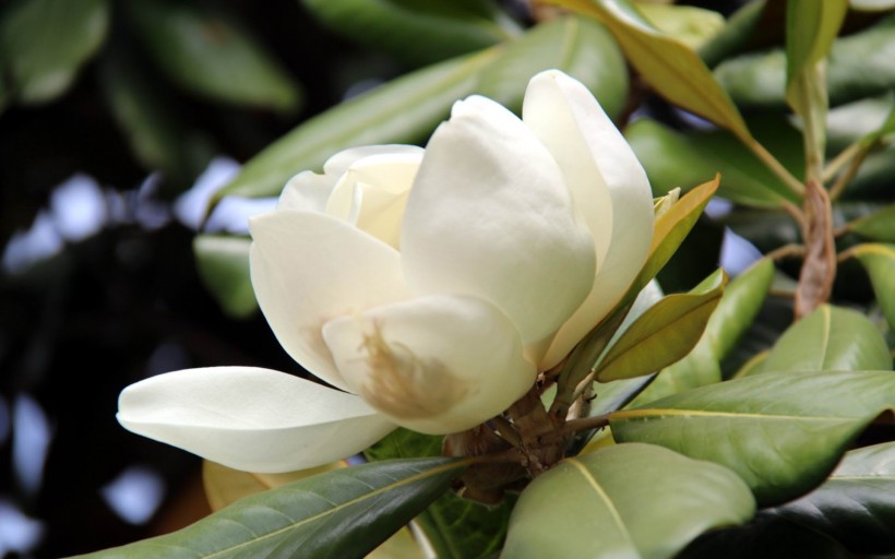 点击大图看下一张：洁白的荷花玉兰花卉图片