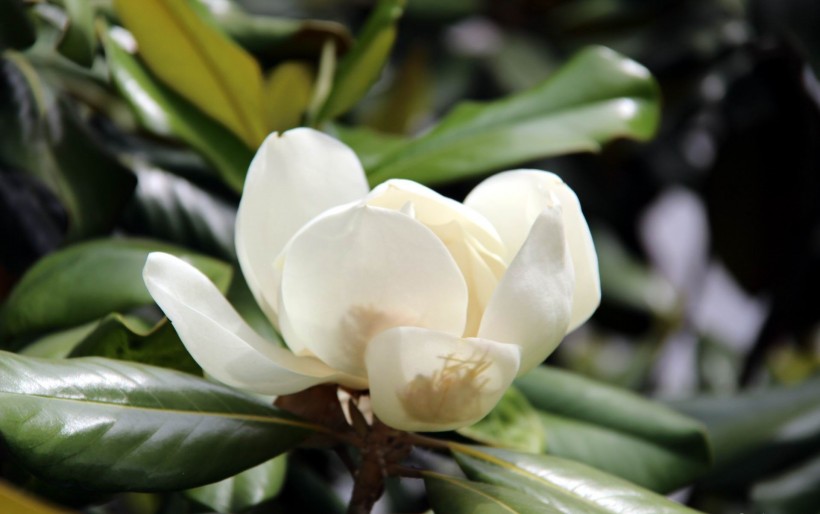点击大图看下一张：洁白的荷花玉兰花卉图片