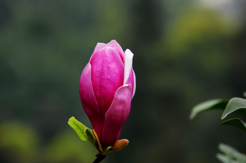 点击大图看下一张：紫玉兰花卉图片