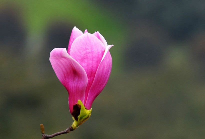 点击大图看下一张：紫玉兰花卉图片