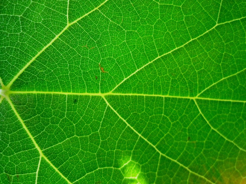 点击大图看下一张：绿色叶子的脉络图片