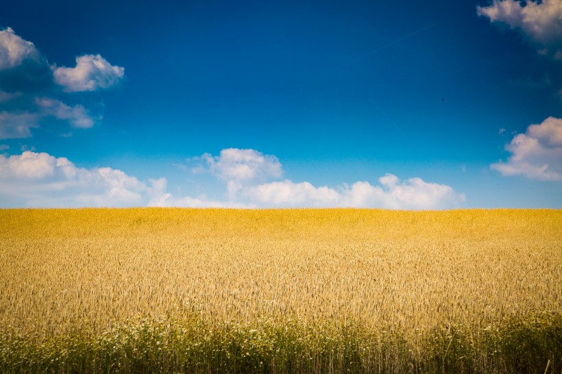 点击大图看下一张：蓝色天空下金黄色的麦田图片