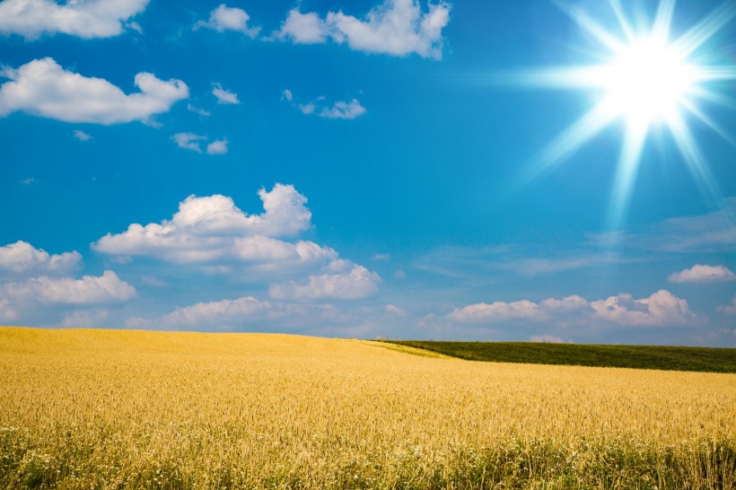 点击大图看下一张：蓝色天空下金黄色的麦田图片