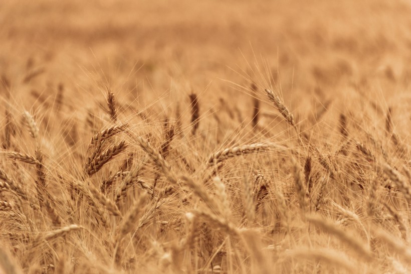 点击大图看下一张：成熟的麦子图片
