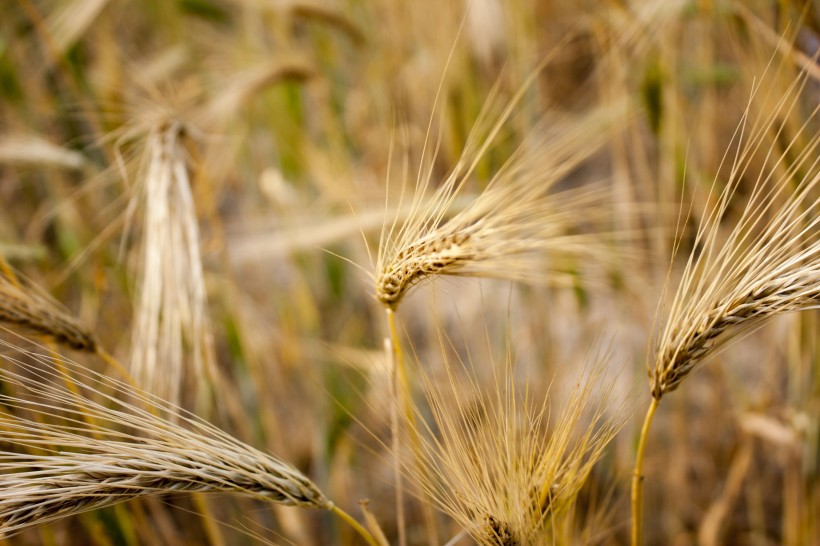点击大图看下一张：成熟的麦子图片