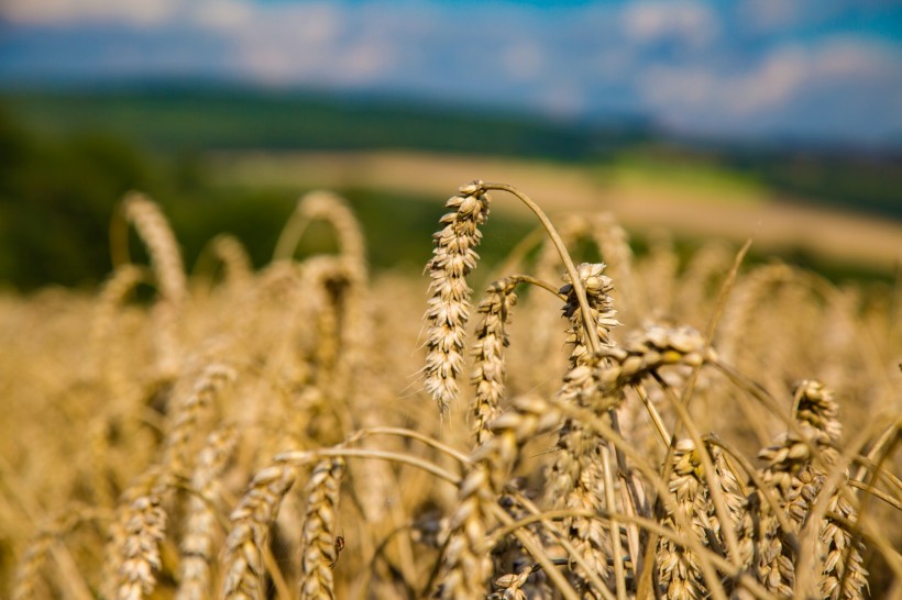 点击大图看下一张：金黄成熟的麦子图片