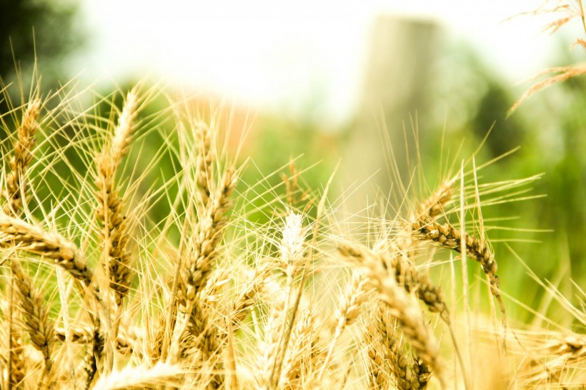 点击大图看下一张：沉甸甸的麦穗图片