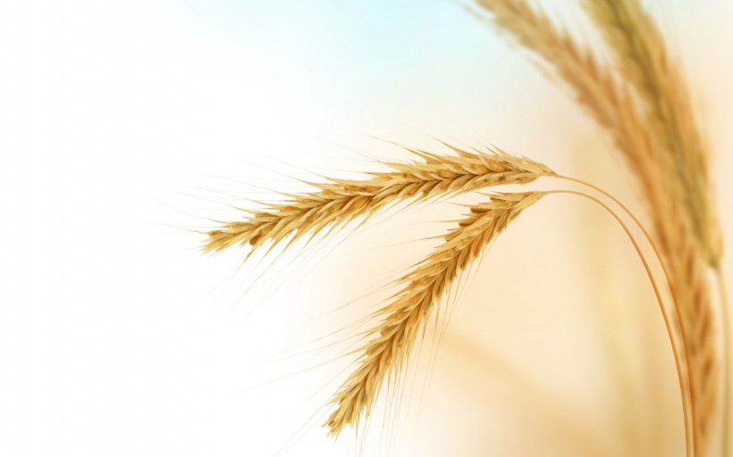 点击大图看下一张：金灿灿的麦子图片
