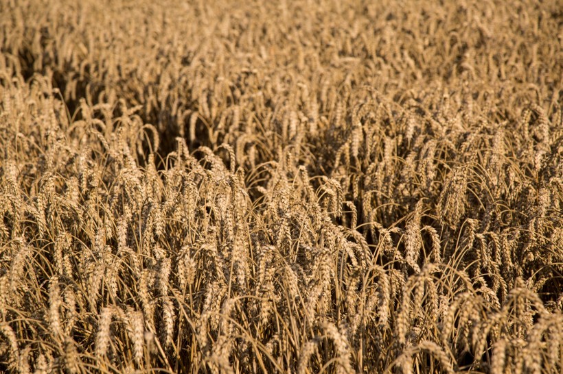 点击大图看下一张：金黄成熟的麦子图片