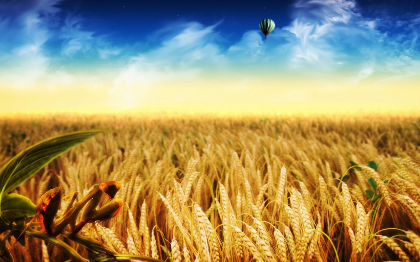 点击大图看下一张：金灿灿的麦子图片