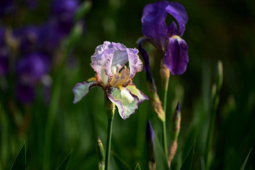 点击大图看下一张：紫色马兰花图片