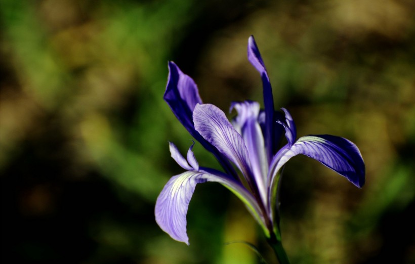 点击大图看下一张：紫色马兰花图片
