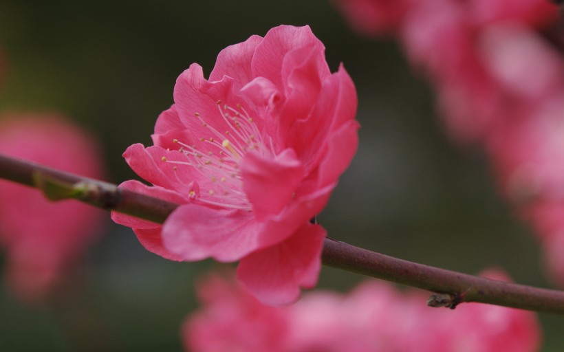 点击大图看下一张：垂丝海棠花卉图片