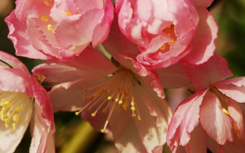 点击大图看下一张：垂丝海棠花卉图片